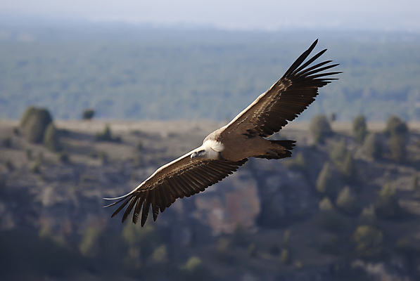 포토 JPG 해외이미지 공원 유럽 야생동물 자연 국립공원 사람없음 머리 맑음 스페인 깃털 토막 동물상 해외202004 해외포토 동물 공공시설 나라 날씨 신체부위 조형물 생태계 파일형식 이미지허브
