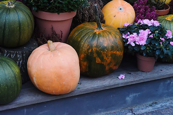 포토 JPG 해외이미지 식물 계절 음식 백그라운드 채소 오렌지 자연 휴가 건강 사람없음 장식 초록색 노란색 수확 가을 신선 닫기 맛 날것 추수감사절 스쿼시 내추럴 땅바닥 숙성 채식주의자 많음 비건 해외202004 해외포토 기독교 스포츠 컬러 컨셉 농업 과일 모션 바닥 구기 생태계 채식 파일형식 이미지허브