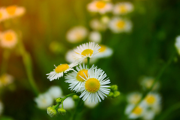 포토 JPG 해외이미지 식물 계절 꽃잎 꽃 밭 자연 풍경 잔디 사람없음 초록색 여름 빛 햇빛 태양 노란색 봄 벚꽃 흰색 시골 허브 데이지 화단 부드러움 내추럴 평야 해외202004 해외포토 자연요소 컬러 농업 감각 생태계 파일형식 이미지허브