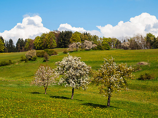 포토 JPG 해외이미지 나무 식물 구름 계절 공원 꽃 꽃무늬 밭 농업 과일 자연 하늘 파노라마 풍경 사람없음 야외 초록색 여름 파란색 컬러풀 농장 환경 정원 맑음 봄 활발 벚꽃 나뭇가지 신선 개화 체리 사과 숲 민들레 과수원 원예 체코 동쪽 내추럴 산악지대 강렬 많음 해외202004 해외포토 자연요소 공공시설 유럽 산업 컬러 컨셉 무늬 날씨 산 촬영기법 취미 방향 생태계 파일형식 이미지허브