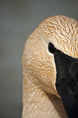 포토 JPG 해외이미지 동물 야생동물 캐나다 자연 조류 사람없음 야외 세로 검은색 흰색 연못 부리 백조 물새 해외202004 해외포토 컬러 북아메리카 생태계 파일형식 이미지허브