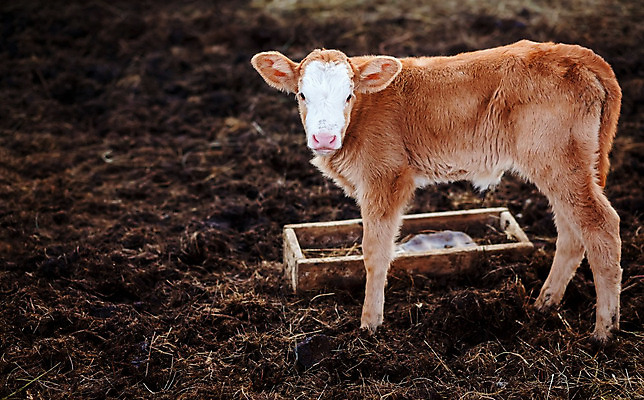 포토 JPG 해외이미지 동물 산업 밭 농업 비즈니스 텍스트 포유류 자연 주택 통 육류 사람없음 야외 물 농장 농경지 갈색 우주 마을 농사 가축 목장 소고기 우유 시골 아기 신생아 소 농부 유기농 생태계 황소 송아지 외양간 밭일 혼자 카피스페이스 해외202004 해외포토 자연요소 직업 웰빙 새끼 컬러 식재료 유제품 사람 건물 공백 파일형식 이미지허브