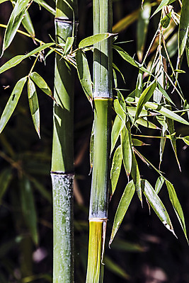 포토 JPG 해외이미지 나무 식물 디자인 문화 벽 줄기 백그라운드 잎 패턴 자연 지팡이 건조 동양인 사람없음 목재 세로 초록색 울타리 햇빛 정원 일본 힘 활발 에너지 성장 흰색 신선 원형 막대기 닫기 숲 대나무 유기농 질감 봉 내추럴 고립 완전 해외202004 해외포토 도형 웰빙 아시아 컬러 컨셉 무늬 재료 모션 인종 담장 태양 생태계 파일형식 이미지허브