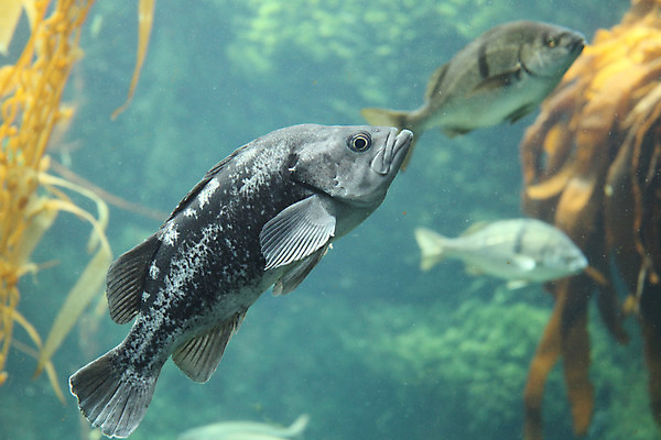 포토 JPG 해외이미지 어류 사람없음 수족관 해외202004 해외포토 수중동물 파일형식 이미지허브