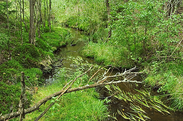 포토 JPG 해외이미지 나무 공원 자연 풍경 사람없음 야외 목재 초록색 물 여름 걷기 환경 침묵 하이킹 탐험 행운 습지 숲 변소 해외202004 해외포토 자연요소 식물 계절 공공시설 컬러 컨셉 재료 모션 레저 소리 생태계 파일형식 이미지허브