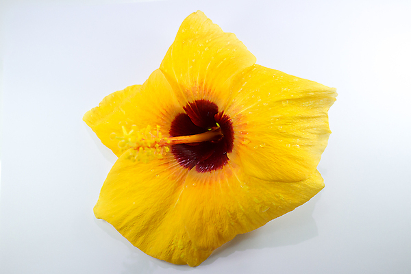 포토 JPG 해외이미지 식물 꽃 분홍색 백그라운드 잎 꽃무늬 자연 사람없음 빨간색 초록색 정원 벚꽃 닫기 이국적 히비스커스 해외202004 해외포토 컬러 무늬 모션 생태계 파일형식 이미지허브