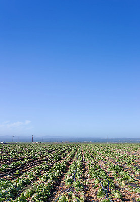 포토 JPG 해외이미지 잡화 음식 농업 자연 풍경 사람없음 초록색 농작물 컬러풀 수확 신선 상추 만취 트랙 캘리포니아 쟁기 해외202004 해외포토 산업 컬러 채소 미국 생태계 술취함 파일형식 이미지허브