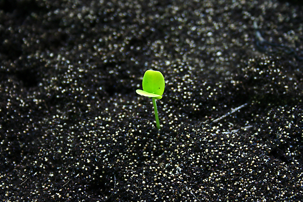 포토 JPG 해외이미지 나무 식물 1 계절 줄기 백그라운드 컨셉 잎 농업 자연 새로움 씨앗 사람없음 초록색 물 농장 쌓기 새싹 정원 희망 흙 봄 성장 신선 그룹 작음 땅 시작 원예 먼지 땅바닥 모종 생태학 처음 세련 해외202004 해외포토 자연요소 교육 감정 산업 컬러 모션 바닥 취미 크기 생태계 파일형식 이미지허브