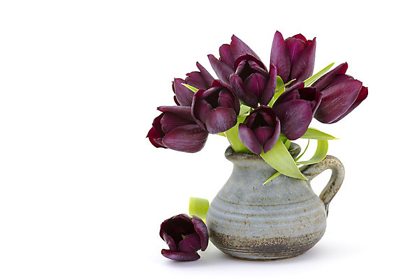 포토 JPG 해외이미지 식물 계절 기념일 꽃잎 꽃 분홍색 꽃다발 백그라운드 자연 엄마 발렌타인데이 선물 사랑 사람없음 장식 초록색 컬러풀 꽃병 보라색 침묵 봄 튤립 흰색 축하 인사 신선 생일 4월 다발 제비꽃 카피스페이스 해외202004 해외포토 감정 컬러 컨셉 가족 데이이벤트 이벤트 소리 공백 예절 날짜 생태계 파일형식 이미지허브