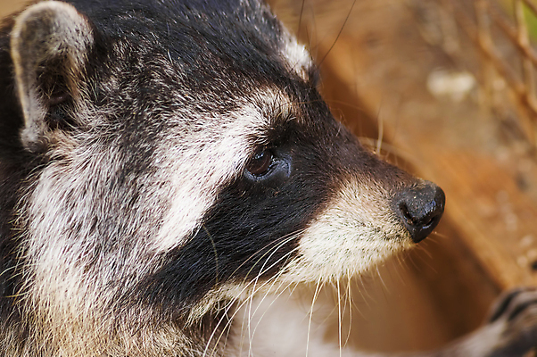 포토 JPG 해외이미지 동물 얼굴 야생동물 백그라운드 포유류 자연 털 동물원 사람없음 야외 반려동물 갈색 머리 검은색 흰색 숲 모피 호기심 코 육식동물 주둥이 내추럴 동물상 해외202004 해외포토 감정 컬러 컨셉 신체부위 조형물 생태계 파일형식 이미지허브