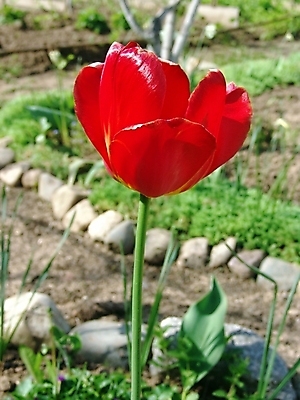 포토 JPG 해외이미지 식물 계절 공원 꽃잎 꽃 백그라운드 자연 사람없음 야외 빨간색 초록색 태양 정원 맑음 흙 봄 튤립 땅 땅바닥 해외202004 해외포토 자연요소 공공시설 컬러 날씨 바닥 생태계 파일형식 이미지허브