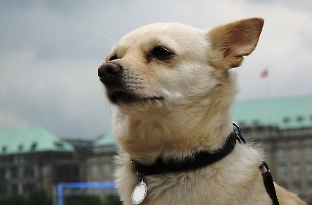 포토 JPG 해외이미지 동물 털 사람없음 옆모습 반려동물 개 귀 총구 해외202004 해외포토 뷰포인트 포유류 신체부위 파일형식 이미지허브