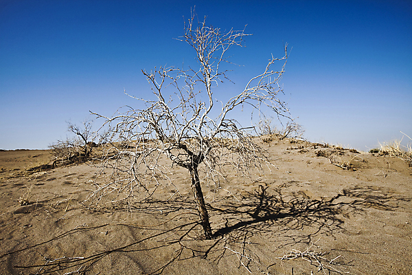 포토 JPG 해외이미지 주간 모래 자연 하늘 풍경 사람없음 야외 맑음 사막 뜨거움 모래언덕 이란 죽은나무 해외202004 해외포토 자연요소 나무 중동 날씨 언덕 생태계 파일형식 이미지허브