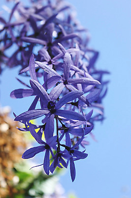 포토 JPG 해외이미지 식물 계절 꽃잎 꽃 별 꽃다발 잎 꽃무늬 자연 그림자 사람없음 장식 보라색 봄 벚꽃 나뭇가지 떨어짐 그늘 제비꽃 라일락 해외202004 해외포토 자연요소 나무 컬러 컨셉 무늬 생태계 파일형식 이미지허브