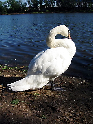 포토 JPG 해외이미지 동물 호수 파도 백그라운드 자연 조류 사람없음 물 힘 흰색 연못 깃털 만족 부리 백조 목 물새 동물상 해외202004 해외포토 자연요소 감정 바다 컬러 신체부위 조형물 생태계 파일형식 이미지허브