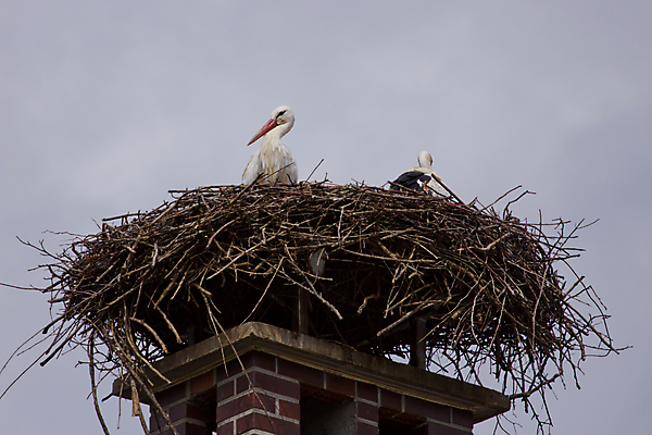 포토 JPG 해외이미지 동물 척추동물 1 야생동물 오렌지 자연 조류 하늘 생물 굴뚝 사람없음 야외 검은색 회색 흰색 나뭇가지 둥지 보호 깃털 검색 싱글 예방 부리 계산서 내추럴 돌봄 동물상 혼자 황새 해외202004 해외포토 나무 컬러 컨셉 과일 모션 조형물 생태계 파일형식 이미지허브