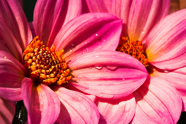 포토 JPG 해외이미지 식물 계절 꽃잎 꽃 분홍색 백그라운드 꽃무늬 오렌지 자연 아침 사람없음 햇빛 정원 벚꽃 물방울 개화 우아함 닫기 이슬 달리아 꽃수술 해외202004 해외포토 주간 컬러 컨셉 무늬 과일 모션 태양 생태계 파일형식 이미지허브