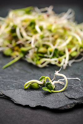 포토 JPG 해외이미지 음식 잎 다이어트 건강 씨앗 사람없음 초록색 새싹 검은색 성장 신선 닫기 브로콜리 밀 머스터드 유기농 날것 섬유 박테리아 흙더미 석판 채식주의자 총각무 비건 해외202004 해외포토 식물 웰빙 컬러 채소 의학 모션 곡류 흙 직물 소스_음식 무 채식 파일형식 더미 이미지허브