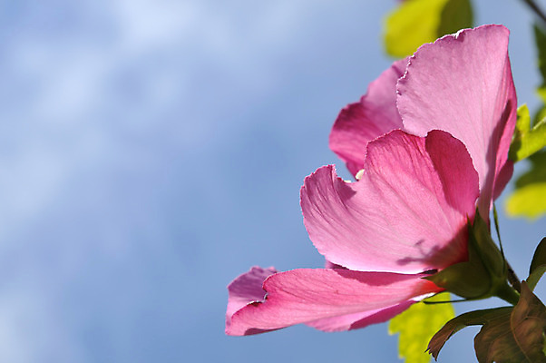 포토 JPG 해외이미지 식물 꽃 잎 꽃무늬 자연 하늘 사람없음 여름 히비스커스 해외202004 해외포토 계절 무늬 생태계 파일형식 이미지허브