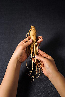 포토 JPG 스튜디오촬영 손 한식 실내 건강 들기 신체부위 여름 인삼 보양식 국내포토 계절 음식 모션 사람 내부 삼 몸보신 파일형식