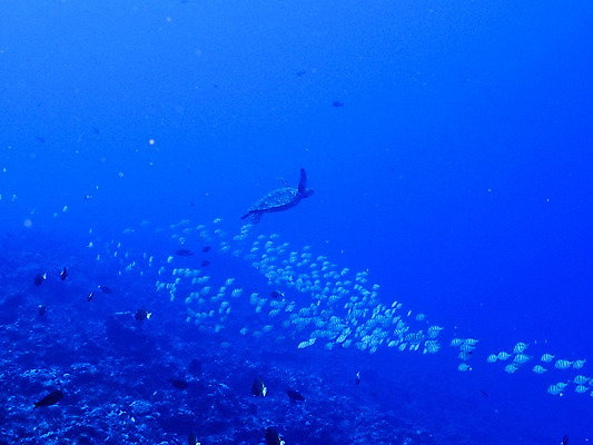 포토 JPG 바다 여러마리 자연 사람없음 바닷속 거북이 열대어 국내포토 다수 파충류 어류 수중 생태계 파일형식