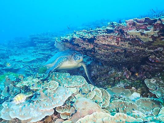 포토 JPG 바다 자연 사람없음 바닷속 산호 거북이 열대어 국내포토 파충류 어류 수중 자포동물 생태계 파일형식
