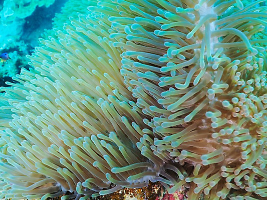 포토 JPG 바다 자연 사람없음 바닷속 산호 국내포토 수중 자포동물 생태계 파일형식