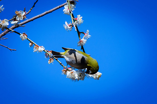 포토 JPG 주간 한마리 봄꽃 자연 조류 하늘 사람없음 야외 봄 벚꽃 나뭇가지 벚 국내포토 자연요소 나무 동물 1 계절 꽃 생태계 파일형식
