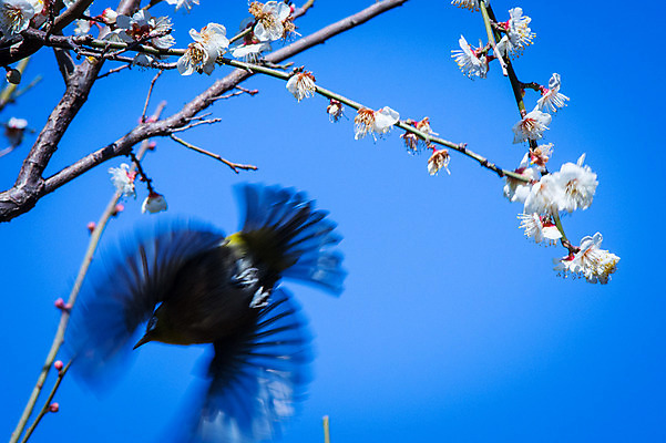 포토 JPG 주간 한마리 봄꽃 자연 조류 하늘 사람없음 야외 봄 벚꽃 나뭇가지 날갯짓 국내포토 자연요소 나무 동물 1 계절 꽃 생태계 파일형식