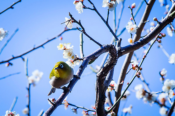 포토 JPG 주간 한마리 봄꽃 자연 조류 사람없음 야외 아웃포커스 봄 벚꽃 나뭇가지 국내포토 자연요소 나무 동물 1 계절 꽃 촬영기법 생태계 파일형식