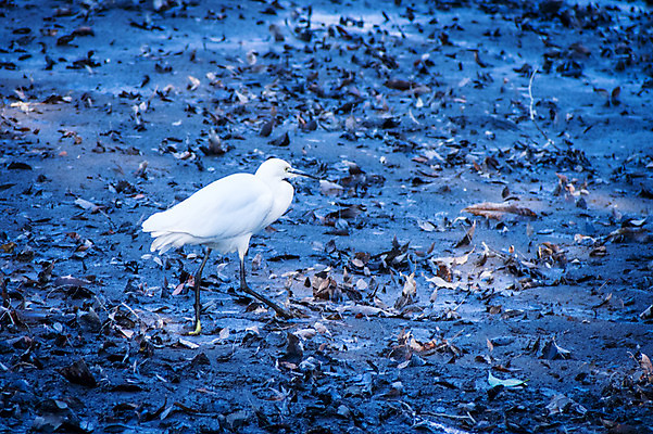 포토 JPG 주간 한마리 야생동물 낙엽 자연 사람없음 야외 학 왜가리 국내포토 자연요소 동물 1 잎 조류 생태계 파일형식