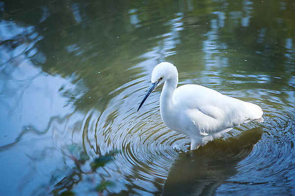 포토 JPG 주간 한마리 야생동물 자연 사람없음 야외 강 학 왜가리 국내포토 자연요소 동물 1 조류 생태계 파일형식