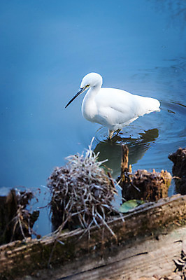 포토 JPG 주간 한마리 야생동물 자연 사람없음 야외 강 학 왜가리 국내포토 자연요소 동물 1 조류 생태계 파일형식