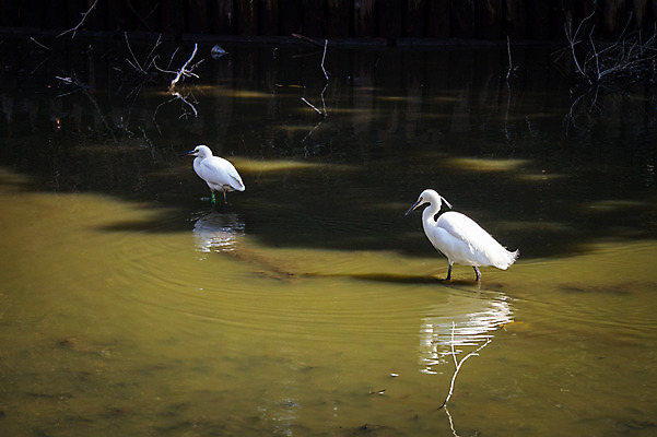 포토 JPG 주간 두마리 자연 사람없음 야외 강 학 왜가리 국내포토 자연요소 2 조류 생태계 파일형식