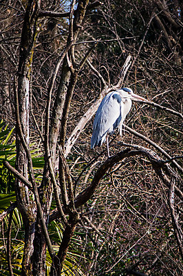 포토 JPG 주간 한마리 야생동물 자연 사람없음 야외 학 나뭇가지 왜가리 국내포토 자연요소 나무 동물 1 조류 생태계 파일형식