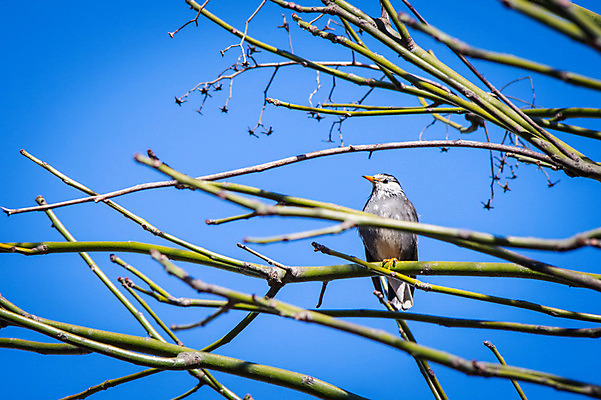 포토 JPG 주간 한마리 자연 조류 하늘 사람없음 야외 아웃포커스 나뭇가지 국내포토 자연요소 나무 동물 1 촬영기법 생태계 파일형식