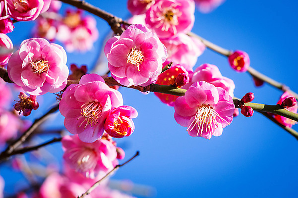 포토 JPG 주간 꽃 분홍색 여러송이 봄꽃 자연 하늘 근접촬영 사람없음 야외 아웃포커스 봄 나뭇가지 국내포토 자연요소 나무 식물 계절 뷰포인트 컬러 다수 촬영기법 생태계 파일형식