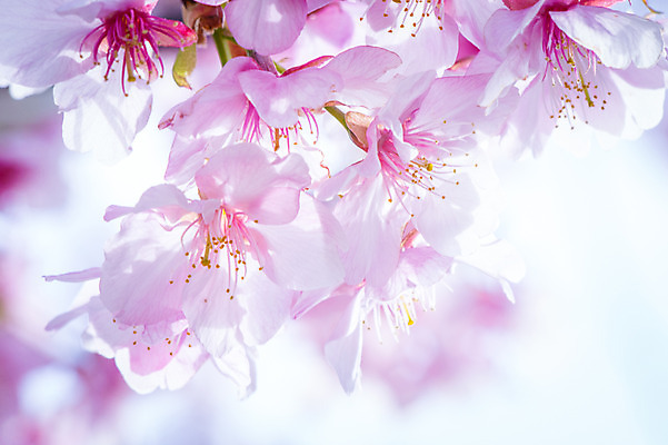 포토 JPG 주간 분홍색 여러송이 봄꽃 자연 근접촬영 사람없음 야외 아웃포커스 봄 벚꽃 꽃술_꽃 국내포토 자연요소 계절 꽃 뷰포인트 컬러 다수 촬영기법 생태계 파일형식