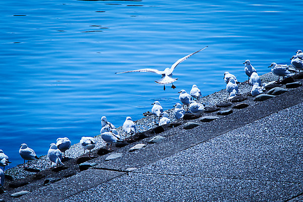 포토 JPG 주간 바다 여러마리 갈매기 풍경 사람없음 야외 비행 날갯짓 국내포토 자연요소 다수 조류 파일형식