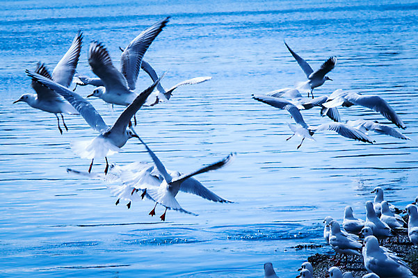 포토 JPG 주간 바다 여러마리 자연 갈매기 풍경 사람없음 야외 비행 날갯짓 국내포토 자연요소 다수 조류 생태계 파일형식