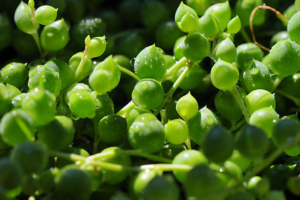 포토 JPG 주간 자연 근접촬영 사람없음 야외 아웃포커스 초록색 물방울 다육식물 콩란 국내포토 자연요소 식물 뷰포인트 컬러 촬영기법 생태계 파일형식
