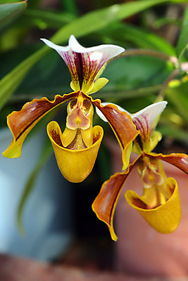 포토 JPG 주간 자연 근접촬영 사람없음 야외 아웃포커스 난초꽃 국내포토 자연요소 꽃 뷰포인트 촬영기법 난초 생태계 파일형식