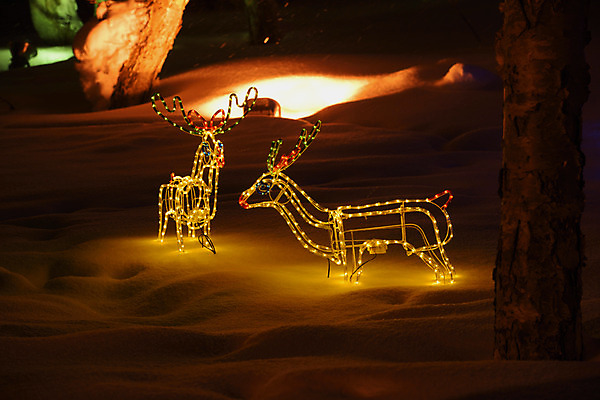 포토 JPG 전구 사슴 조명 사람없음 야외 조형물 루돌프 야간 오브젝트 사슴모양 국내포토 자연요소 모양 크리스마스 포유류 미술 파일형식