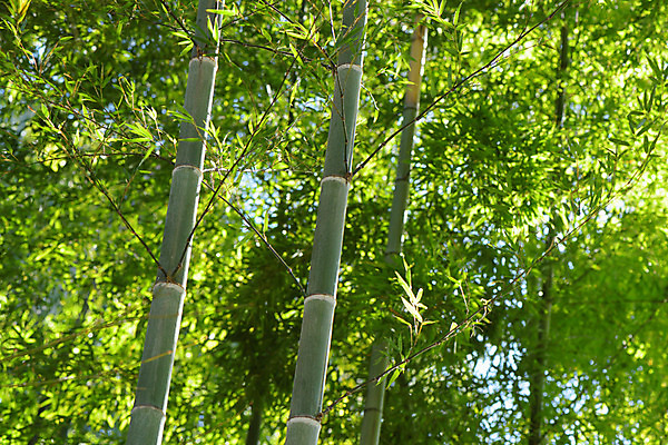 포토 JPG 주간 자연 풍경 사람없음 야외 아웃포커스 대나무 대나무숲 국내포토 자연요소 나무 촬영기법 숲 생태계 파일형식