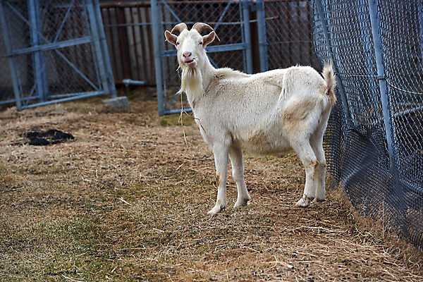 포토 JPG 주간 한마리 자연 염소 사람없음 야외 가축 목장 철조망 국내포토 자연요소 동물 1 포유류 생태계 파일형식