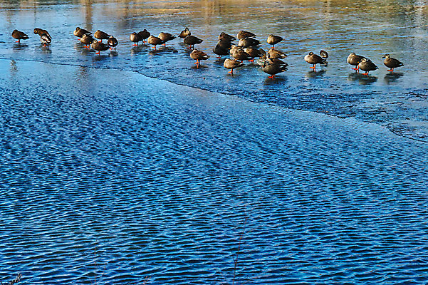 포토 JPG 주간 야생동물 여러마리 자연 풍경 사람없음 야외 강 청둥오리 국내포토 자연요소 동물 다수 오리 생태계 파일형식