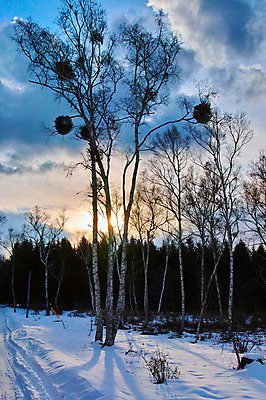 포토 JPG 주간 나무 구름 설경 겨울 자연 하늘 풍경 사람없음 야외 노을 눈 둥지 숲 겨울풍경 국내포토 자연요소 식물 계절 날씨 생태계 파일형식