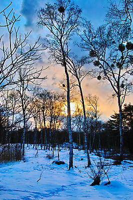 포토 JPG 주간 나무 구름 설경 겨울 자연 하늘 풍경 사람없음 야외 태양 노을 눈 둥지 숲 겨울풍경 국내포토 자연요소 식물 계절 날씨 생태계 파일형식