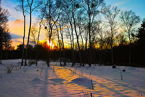 포토 JPG 주간 나무 구름 설경 겨울 자연 하늘 풍경 사람없음 야외 태양 노을 눈 둥지 숲 겨울풍경 국내포토 자연요소 식물 계절 날씨 생태계 파일형식