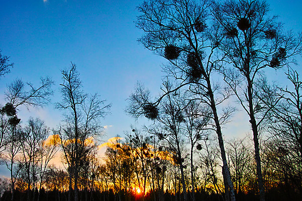 포토 JPG 주간 나무 구름 자연 하늘 풍경 사람없음 야외 태양 노을 둥지 숲 국내포토 자연요소 식물 생태계 파일형식